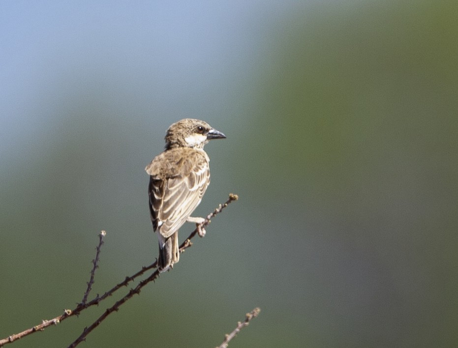 image Donaldson-Smith's Sparrow-Weaver